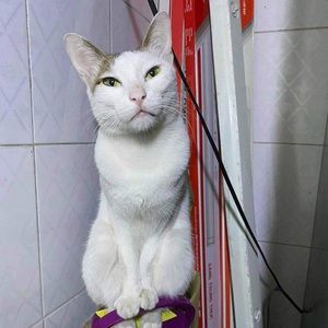 Meet your Posher, Julia